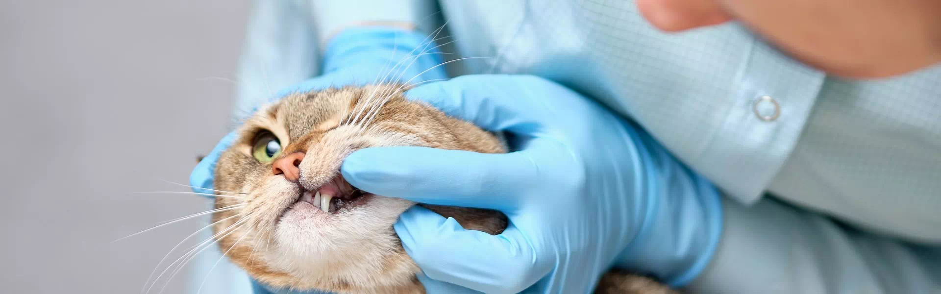 weterynarz sprawdzający uzębienie kota 