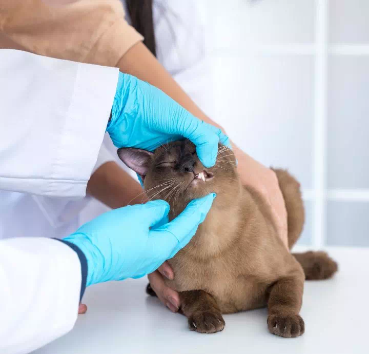 brązowy kot podczas badania uzębienia