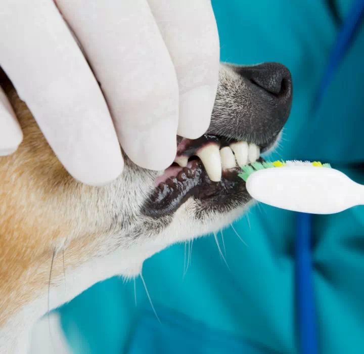 szczotkowanie zębów dla psa
