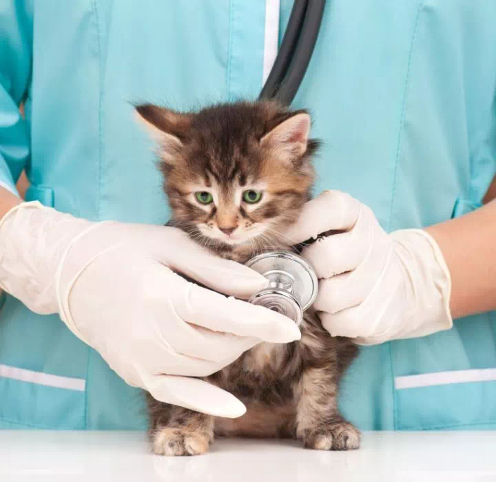 kotek z przyłożonym do klatki piersiowej stetoskopem