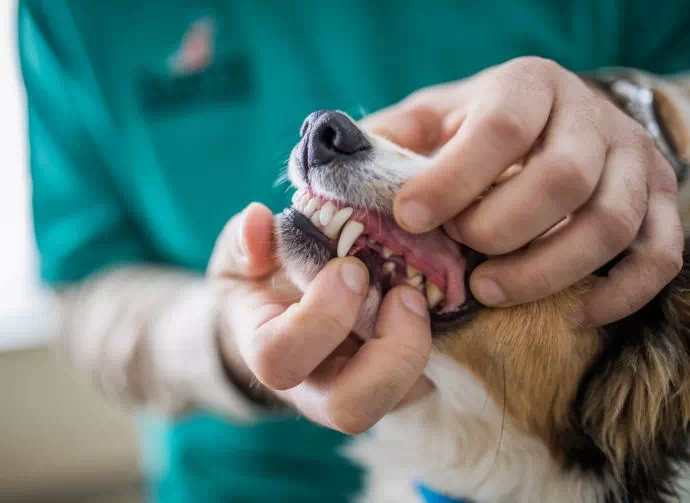 weterynarz sprawdzający uzębienie psa